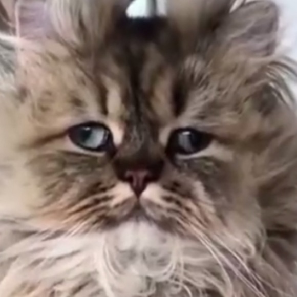 My pups Benji and Pretty Girl - Picture 4 of 8